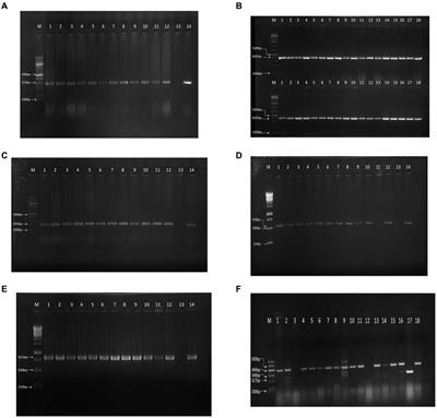 Prevalence of multidrug-resistant Escherichia coli isolates and virulence gene expression in poultry farms in Jos, Nigeria